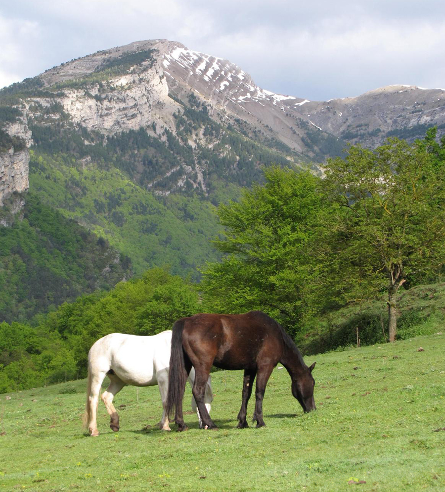 Natura